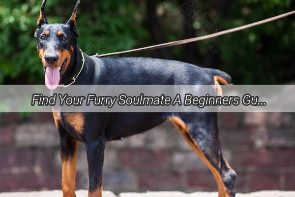 Find Your Furry Soulmate A Beginners Guide to Choosing the Perfect Dog Breed